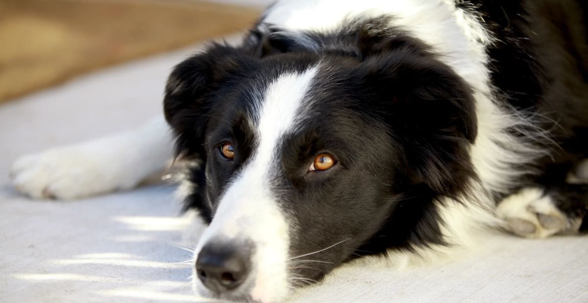 Prognosis and Recovery for Dogs with Vestibular Disease