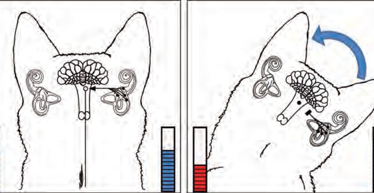 Veterinary Guidance for Vestibular Disease Management