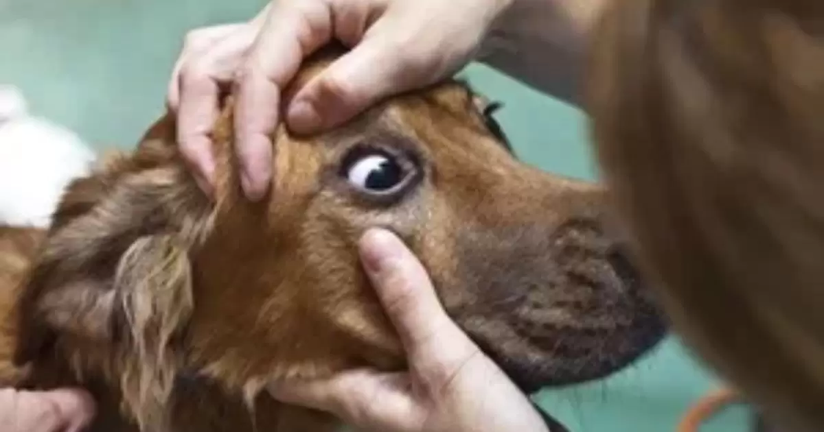 Diagnosis of Dog Eye Health Problems