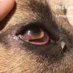 Understanding Dog Eye Health Issues