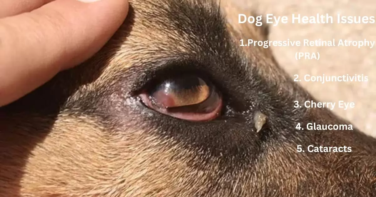 Understanding Dog Eye Health Issues